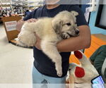 Small #7 Great Pyrenees Mix