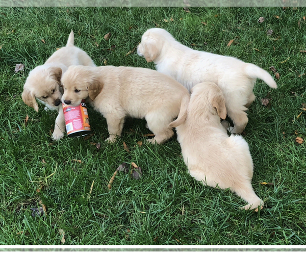 Medium Photo #4 Golden Retriever Puppy For Sale in EAST FREEHOLD, NJ, USA