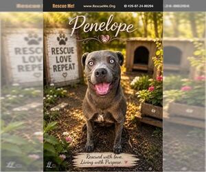 Labrador Retriever-Unknown Mix Dogs for adoption in Benton, PA, USA