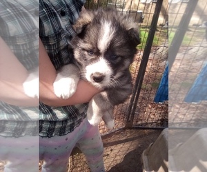 Siberian Husky Puppy for sale in FLORENCE, SC, USA