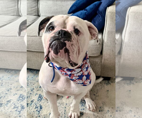 Medium Photo #2 Bulldog Puppy For Sale in COLUMBIA, MD, USA