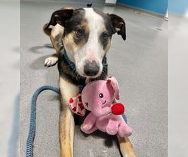 Medium Photo #1 Catahoula Leopard Dog Puppy For Sale in Salinas, CA, USA