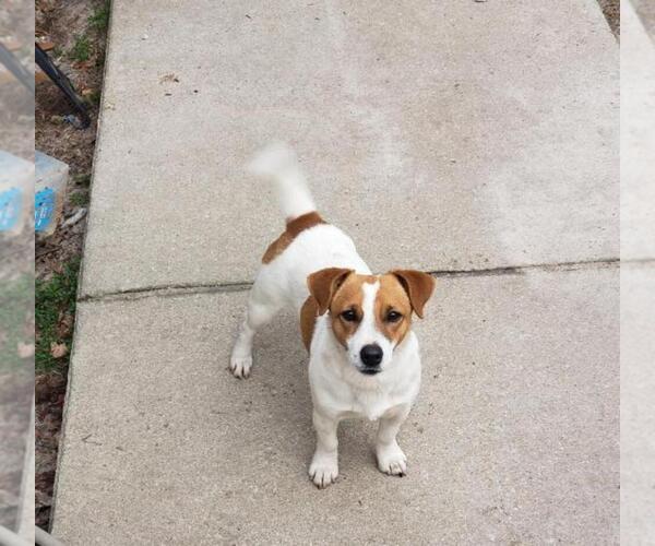 Medium Photo #1 Jack Russell Terrier Puppy For Sale in FAYETTEVILLE, NC, USA
