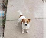 Small Photo #1 Jack Russell Terrier Puppy For Sale in FAYETTEVILLE, NC, USA