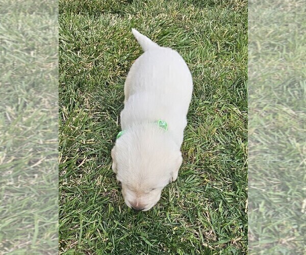 Medium Photo #23 Labrador Retriever Puppy For Sale in CEDAREDGE, CO, USA