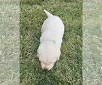 Small Photo #23 Labrador Retriever Puppy For Sale in CEDAREDGE, CO, USA