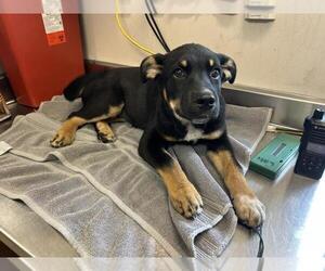Border Collie-Catahoula Leopard Dog Mix Dogs for adoption in Sacramento, CA, USA