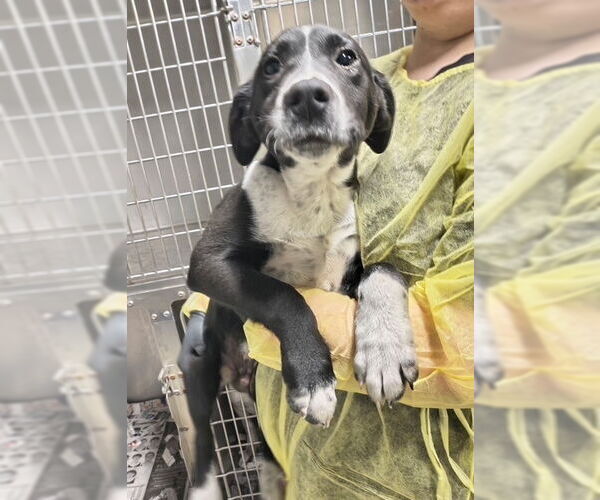 Medium Photo #4 Mutt Puppy For Sale in Elmsford, NY, USA