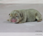 Small #4 Bulldog