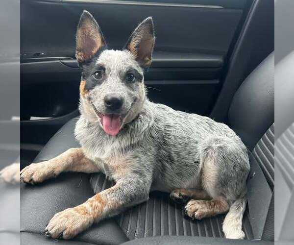 Medium Photo #4 Mutt Puppy For Sale in Highland, IL, USA
