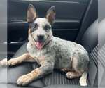 Small #3 Mutt