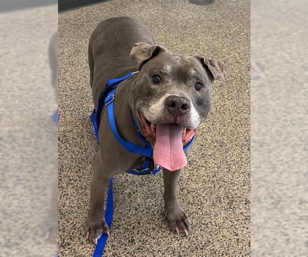 Medium Photo #1 Mutt Puppy For Sale in Boston, MA, USA