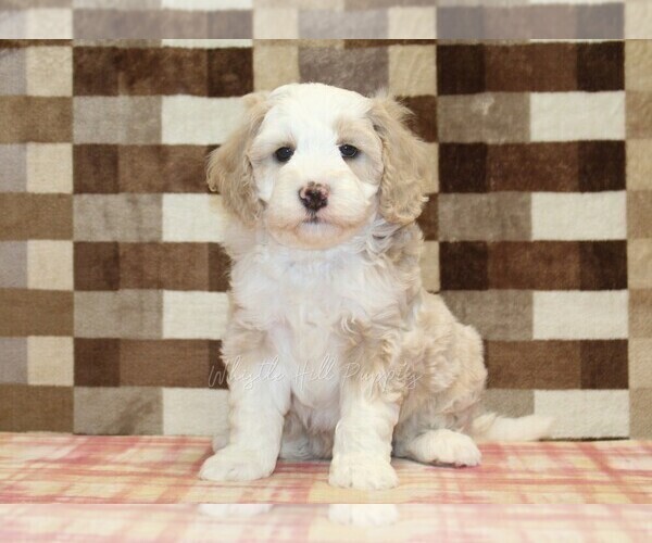 Medium Photo #7 Bernedoodle (Miniature) Puppy For Sale in DENVER, PA, USA