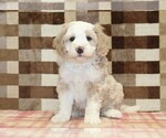 Small #6 Bernedoodle (Miniature)