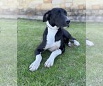 Small Photo #3 Great Dane Puppy For Sale in PIPE CREEK, TX, USA