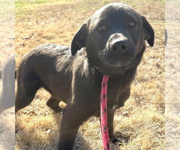 Medium Photo #1 Labrador Retriever-Unknown Mix Puppy For Sale in Yardley, PA, USA