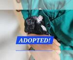Puppy ADOPTED Dexter Maltipoo