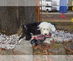 Small Photo #63 Old English Sheepdog Puppy For Sale in MARIONVILLE, MO, USA