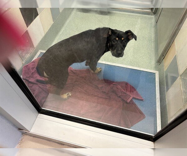 Medium Photo #1 German Shepherd Dog-Unknown Mix Puppy For Sale in Plano, TX, USA