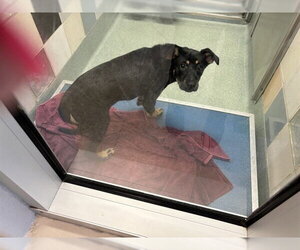 German Shepherd Dog-Unknown Mix Dogs for adoption in Plano, TX, USA