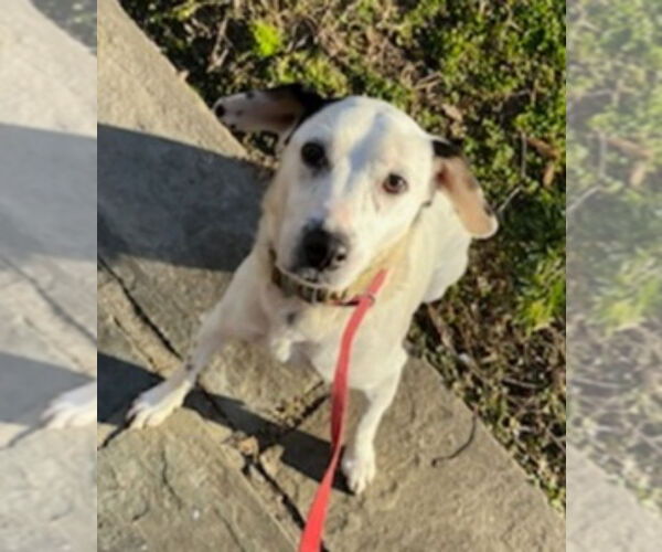 Medium Photo #4 Beagle-Dalmatian Mix Puppy For Sale in Winston Salem, NC, USA
