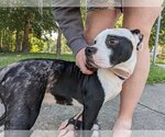 Small #5 American Staffordshire Terrier