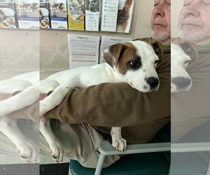 Miller - Male Boxer Dog for Adoption - Photo #9