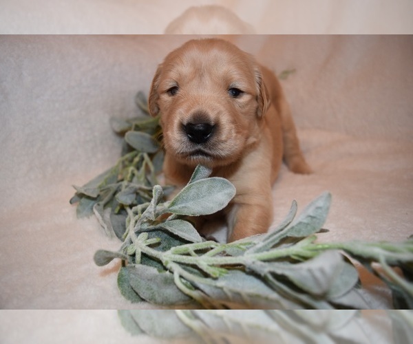 Medium Photo #35 Golden Retriever Puppy For Sale in RICHMOND, TX, USA