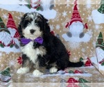 Small Photo #3 Bernedoodle (Miniature) Puppy For Sale in LANCASTER, PA, USA
