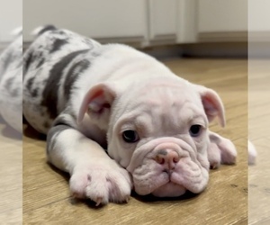 English Bulldog Puppy for sale in RALEIGH, NC, USA