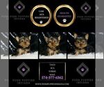 Small #4 Yorkshire Terrier