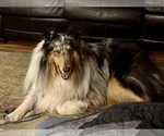 Small Photo #1 Collie Puppy For Sale in DAZEY, ND, USA