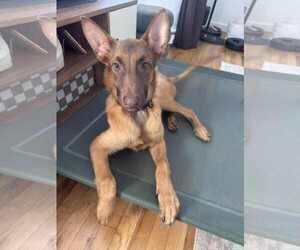 Mutt Dogs for adoption in Woodbury, NY, USA