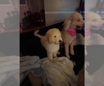 Small Photo #5 Goldendoodle (Miniature) Puppy For Sale in GREELEY, CO, USA