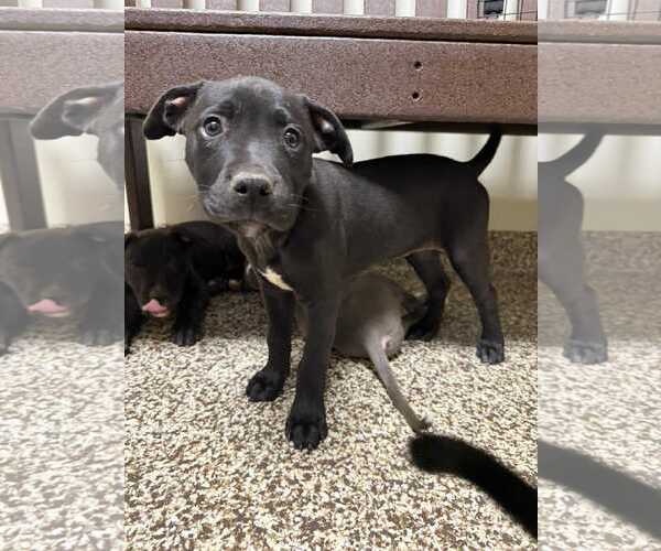 Medium Photo #4  Puppy For Sale in , 