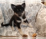 Small Photo #7 Pomsky Puppy For Sale in SAN DIEGO, CA, USA