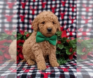 Double Doodle Puppy for sale in CHRISTIANA, PA, USA