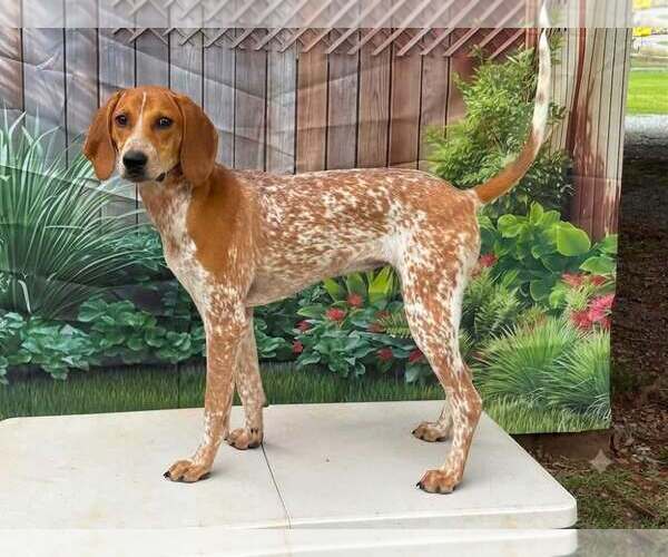 Medium Photo #5 Mutt Puppy For Sale in Rustburg, VA, USA