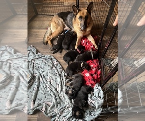 German Shepherd Dog Puppy for sale in FITZWILLIAM, NH, USA