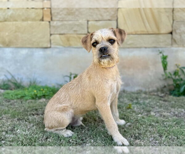 Medium Photo #2 Border Terrier-Unknown Mix Puppy For Sale in PIPE CREEK, TX, USA