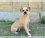 Small #1 Border Terrier Mix