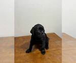 Puppy Dark blue Labrador Retriever