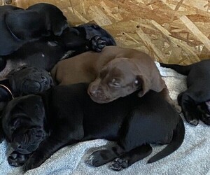 German Shorthaired Lab Puppy for sale in KLAMATH FALLS, OR, USA