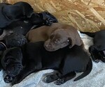 Small German Shorthaired Lab