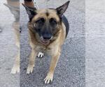 Small German Shepherd Dog