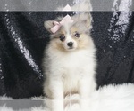 Puppy Sweetiebell Pomeranian