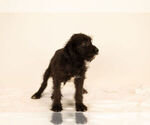 Small Photo #8 Bossi-Poo Puppy For Sale in BRISTOL, IN, USA
