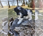 Small Photo #6 Schnoodle (Miniature) Puppy For Sale in HAZLETON, IA, USA
