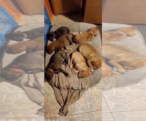 American Mastiff Litter for sale in DOWNEY, CA, USA