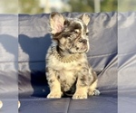 Image preview for Ad Listing. Nickname: FLUFFY PUPZ